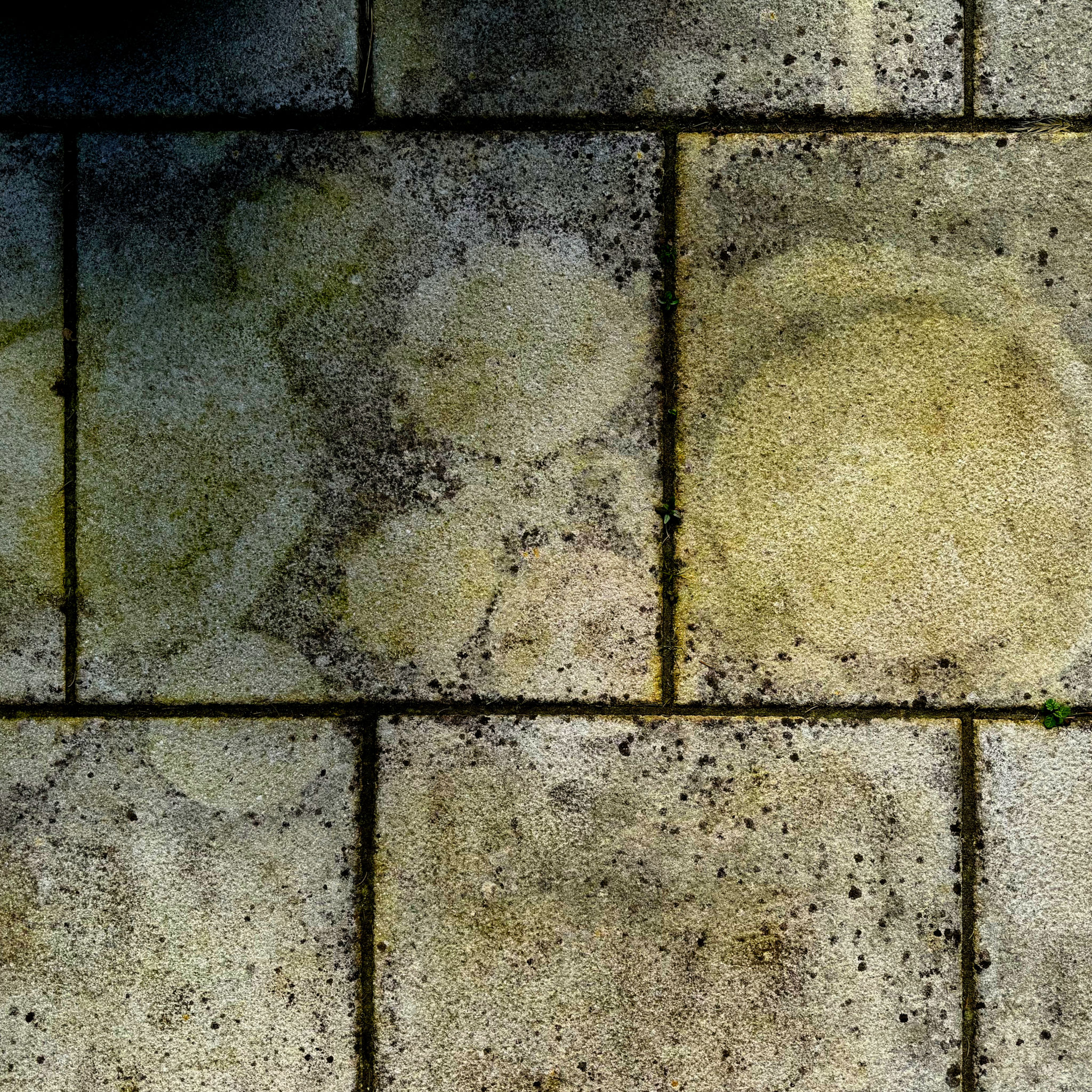 patio mold