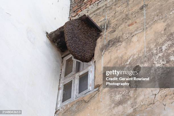 31 Hive Infestation Stock Photos, High-Res Pictures, and Images - Getty ...
