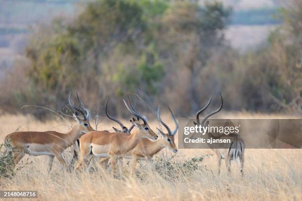 impala, rendier - impala stock-fotos und bilder