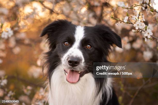 portrait of cute dog standing against trees,straszyn,pomorskie,poland - pomorskie province stock pictures, royalty-free photos & images