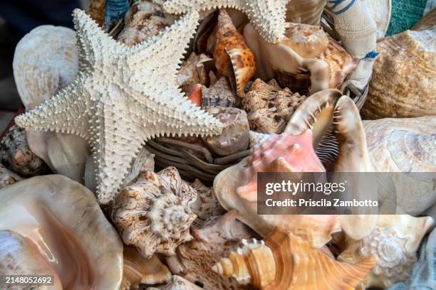Star Stone Shell 12,241 Star Shell Stock Photos, High-Res Pictures, and Images - Getty ...