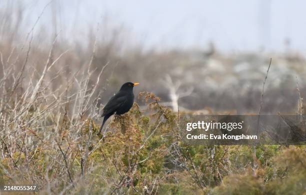 a beautiful black bird with an orange beak - black bird with orange beak stock pictures, royalty-free photos & images