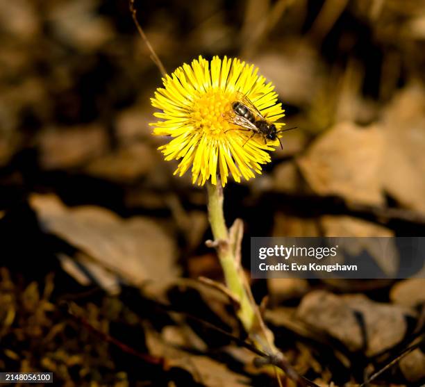 a coltsfoot with a bee on its head - eva bee stock-fotos und bilder