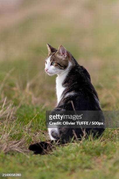 close-up of cat sitting on grass - compagnon stock pictures, royalty-free photos & images