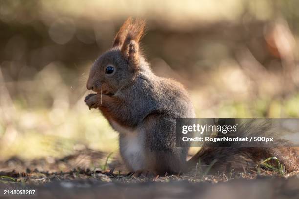 close-up of squirrel on field - roger stock pictures, royalty-free photos & images