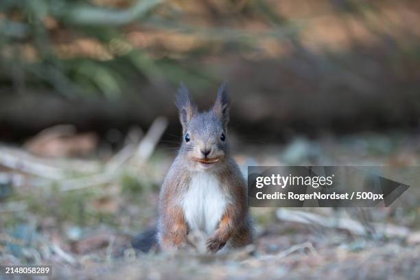 close-up portrait of squirrel on field - roger stock pictures, royalty-free photos & images