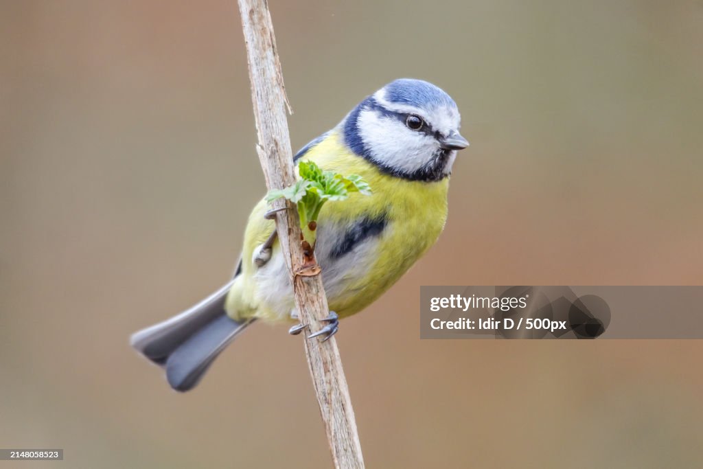 Close-up of songtitmouse perching on branch