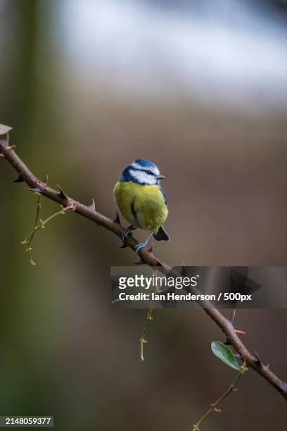 close-up of bluetit perching on branch,stockbridge,united kingdom,uk - tits stock pictures, royalty-free photos & images