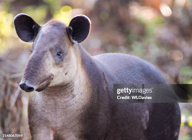 Tapir Rear 1,566 Tapir Photos Stock Photos, High-Res Pictures, and Images - Getty ...