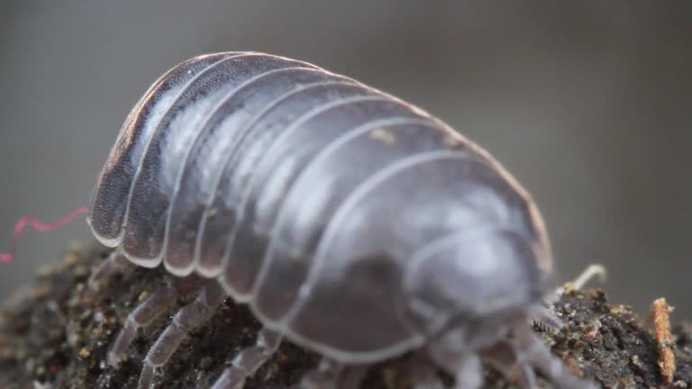 Scary Roly Poly Bug 15 Sandy Slater Stock Videos, Footage, & 4K Video Clips - Getty Images