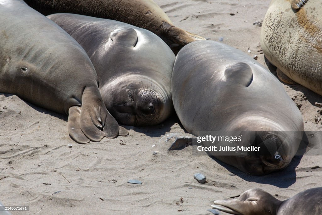 Elephant Seals At And Nuevo State Park In California High Res Stock elephant-seals-at-and-nuevo-state-park-in-california-high-res-stock
