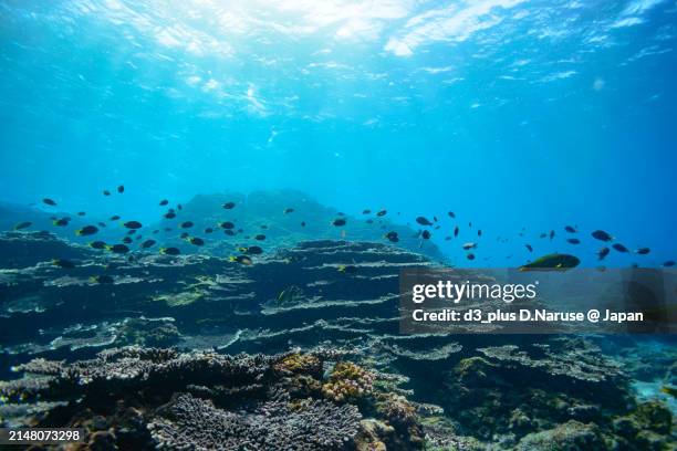 a school of the northern yellow-spotted chromis (chromis yamakawai iwatsubo & motomura) and yellow-brown wrasse (thalassoma lutescens) and others in wonderful coral reefs.

sokodo beach, a skin diving point.
izu islands, tokyo. japan,
underwater photo tak - spotted wrasse stock pictures, royalty-free photos & images