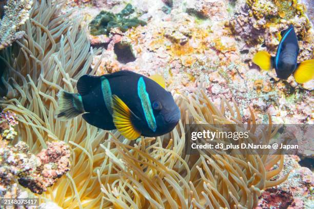 the lovely yellowtail clownfish pair in beautiful sea anemones in wonderful coral reefs.

sokodo beach, a skin diving point.
izu islands, tokyo. japan,
underwater photo taken february 22, 2020. - 20/20 stock pictures, royalty-free photos & images