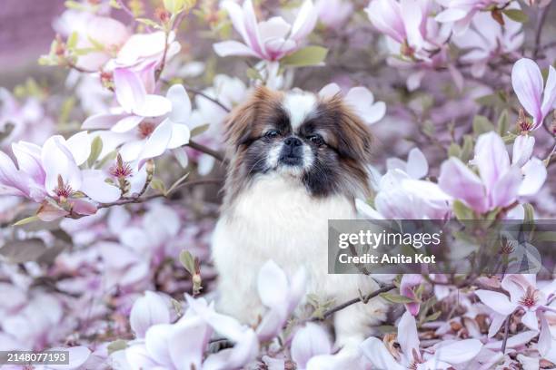 portrait of a pekingese dog in magnolias - pekingese stock pictures, royalty-free photos & images