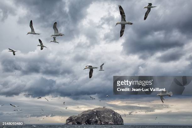 bass rock - sulidae stock pictures, royalty-free photos & images