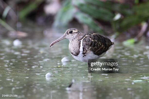 greater painted-snipe - greater painted snipe stock pictures, royalty-free photos & images