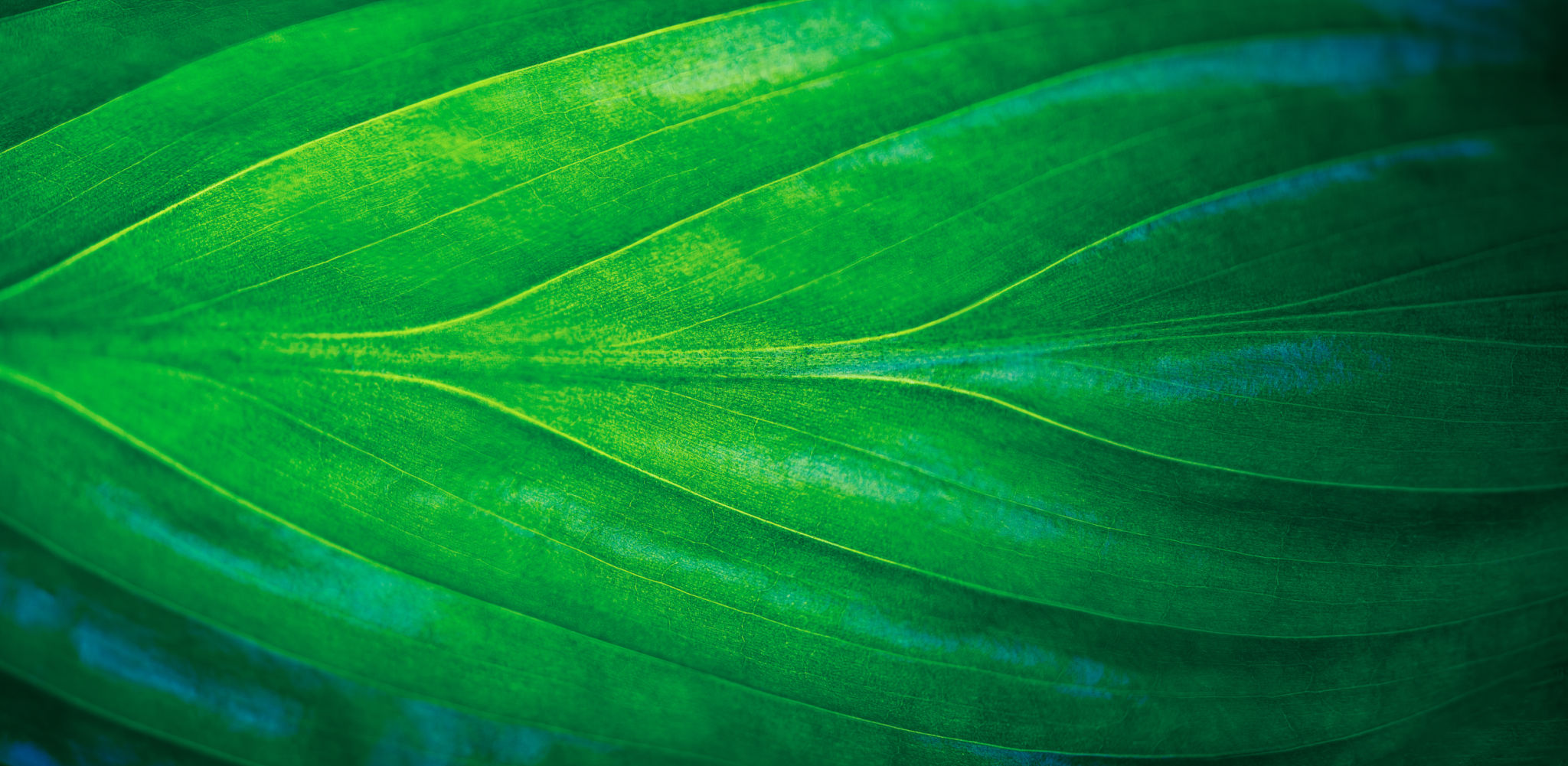 leafy greens