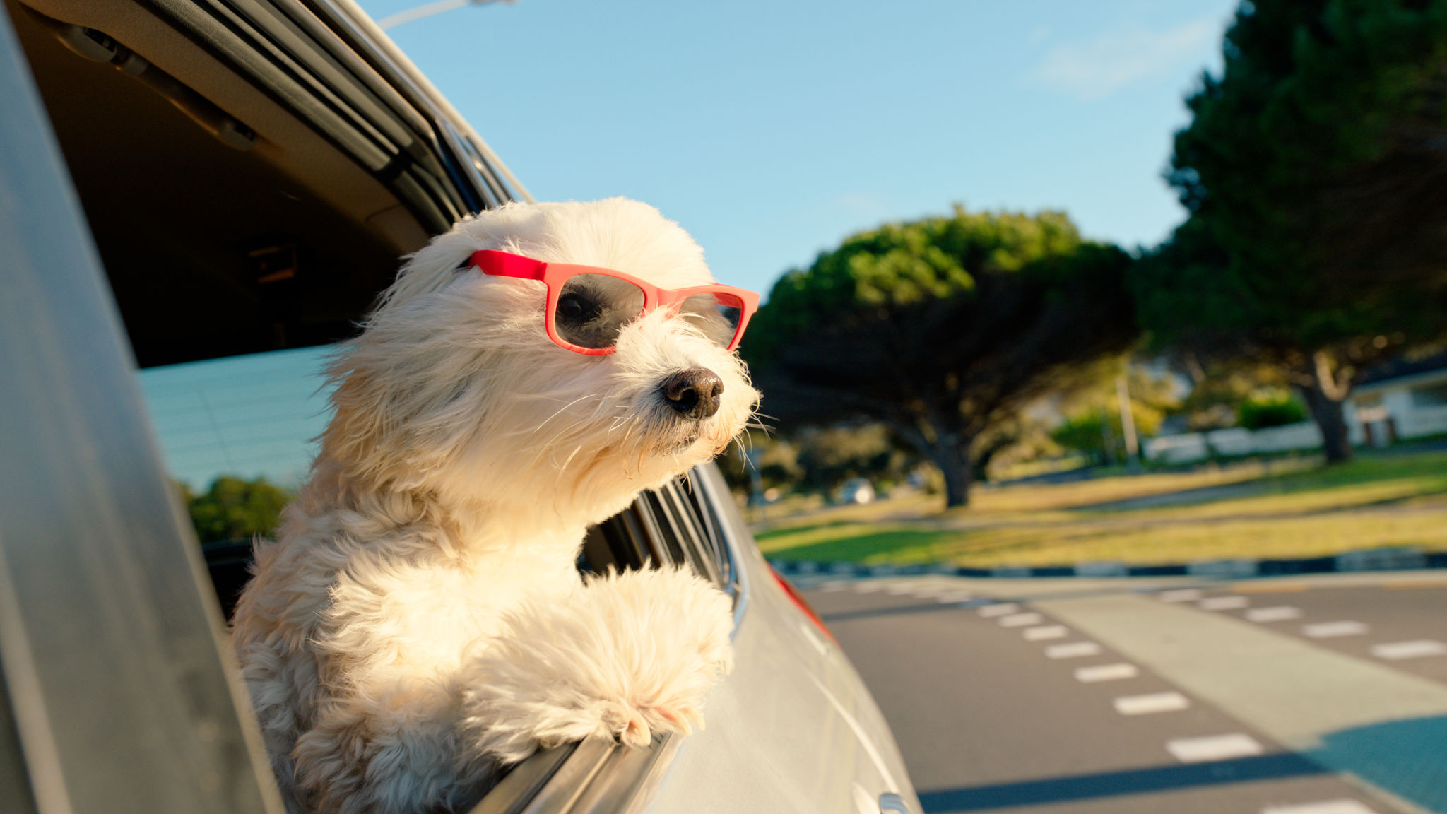 happy pets travel