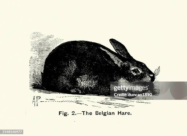 Belgian Rabbit Image 27 Belgian Hare Rabbit Stock Photos, High-Res Pictures, and Images ...