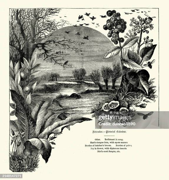 wildlife and nature in november, england, otter, robin, fern,, vintage illustration, victorian 19th century - european otter stock illustrations