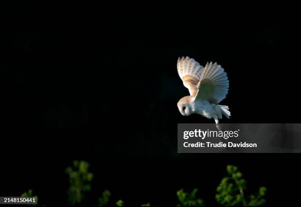 barn owl hunting - animales cazando fotografías e imágenes de stock