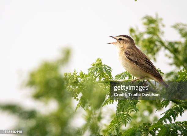 sedge warbler singing - sedge warbler stock pictures, royalty-free photos & images