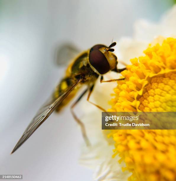 Nectar Fly 1,821 Hoverfly Nectar Stock Photos, High-Res Pictures, and Images ...
