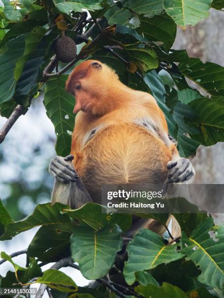 proboscis monkey at kinabatangan river - animal abdomen stock pictures, royalty-free photos & images
