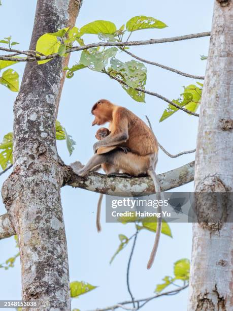 proboscis monkey, female with her young, at kinabatangan river - river kinabatangan stock pictures, royalty-free photos & images