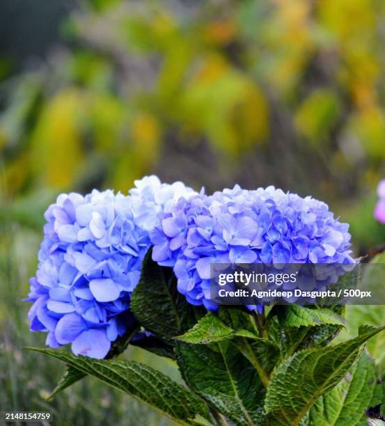 close-up of purple hydrangea flowers - purple hydrangea stock pictures, royalty-free photos & images