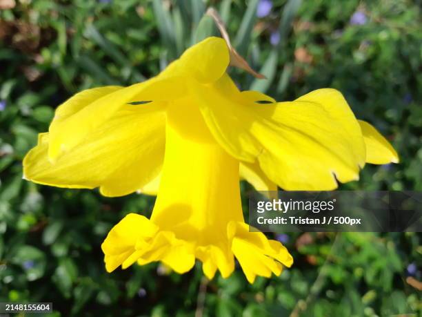 close-up of yellow daffodil flower - tristan stock pictures, royalty-free photos & images