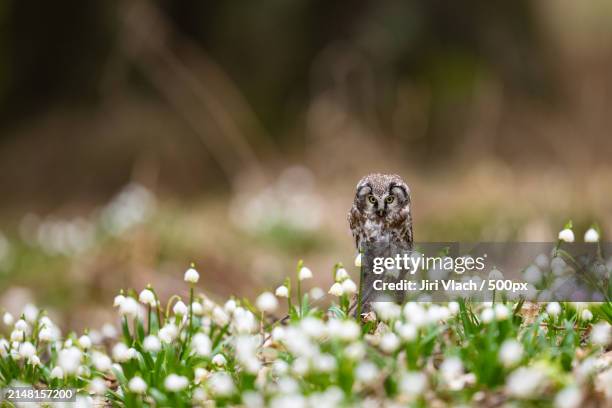 close-up of white flowering plants on field - casque audio stockfoto's en -beelden