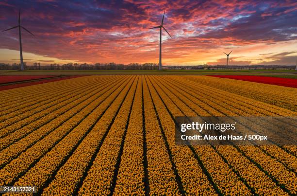 scenic view of agricultural field against sky during sunset - landbouw - fotografias e filmes do acervo