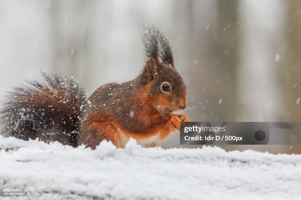 Close-up of squirrel on snow covered field