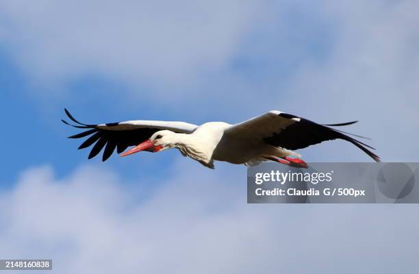 low angle view of stork flying against sky - stork stock pictures, royalty-free photos & images