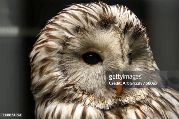 close-up portrait of owl - ural owl stock pictures, royalty-free photos & images