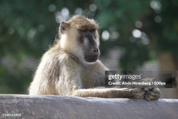 close-up of baboon sitting on retaining wall - baviaan stockfoto's en -beelden