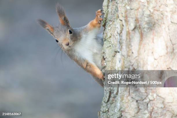 close-up of squirrel on tree trunk - roger stock pictures, royalty-free photos & images