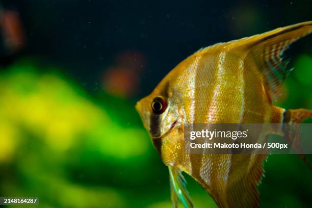 close-up of cichlid swimming in tank - scalare stock-fotos und bilder