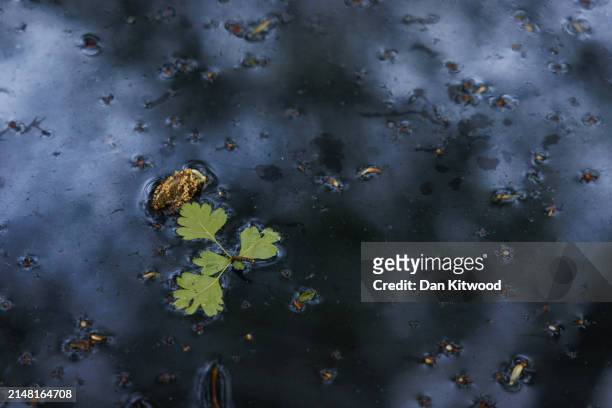 An unknown substance fills a stream after illegally dumped commercial waste covers a cleared area in Hoads Wood on April 09, 2024 in Ashford, Kent....