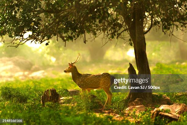 side view of deer standing on field,tirupati,andhra pradesh,india - deer stock pictures, royalty-free photos & images