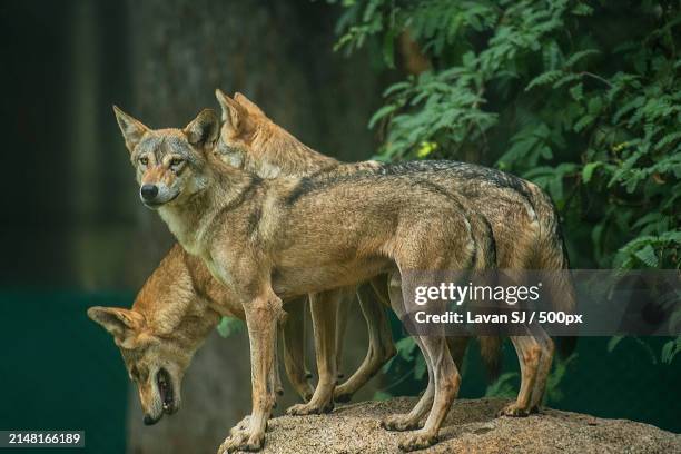 side view of gray wolf standing against trees,mysuru,karnataka,india - wolf stockfoto's en -beelden