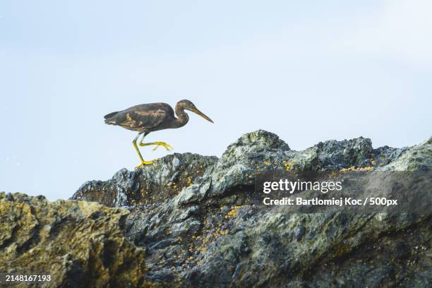 low angle view of ibis perching on rock against clear sky - egretta sacra stock pictures, royalty-free photos & images