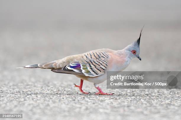 close-up of pigeon perching on road - ocyphaps lophotes stock pictures, royalty-free photos & images