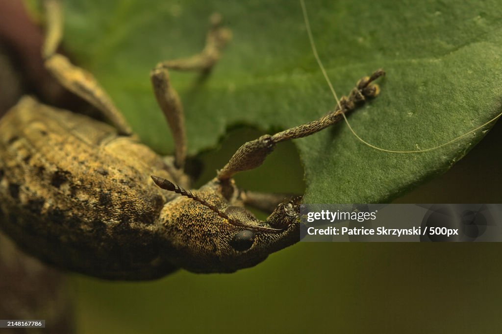 U Form Insect Closeup Of Insect On Plant High-Res Stock Photo - Getty Images