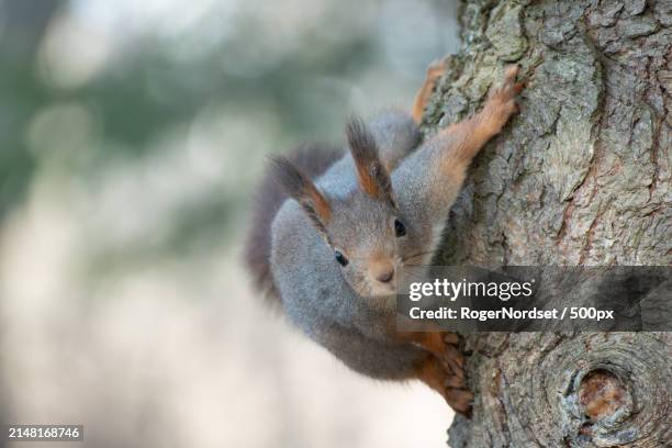close-up of squirrel on tree trunk - roger stock pictures, royalty-free photos & images