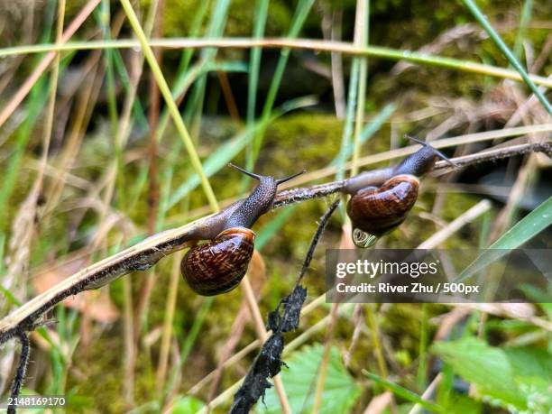 close-up of snails on plant,ambleside,united kingdom,uk - animal antenna stock pictures, royalty-free photos & images