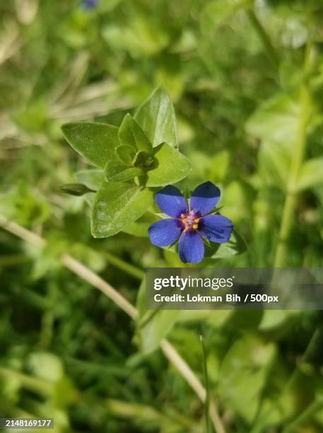 Moroccon Spring Flower 3,205 Annual Morocco Stock Photos, High-Res Pictures, and Images ...