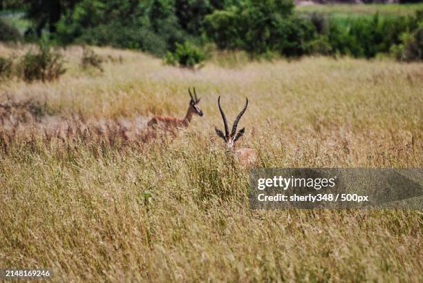 view of deer standing on field - springbok deer fotografías e imágenes de stock