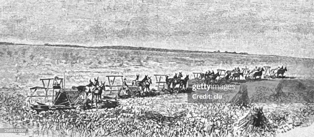 Harvesting in Dakota